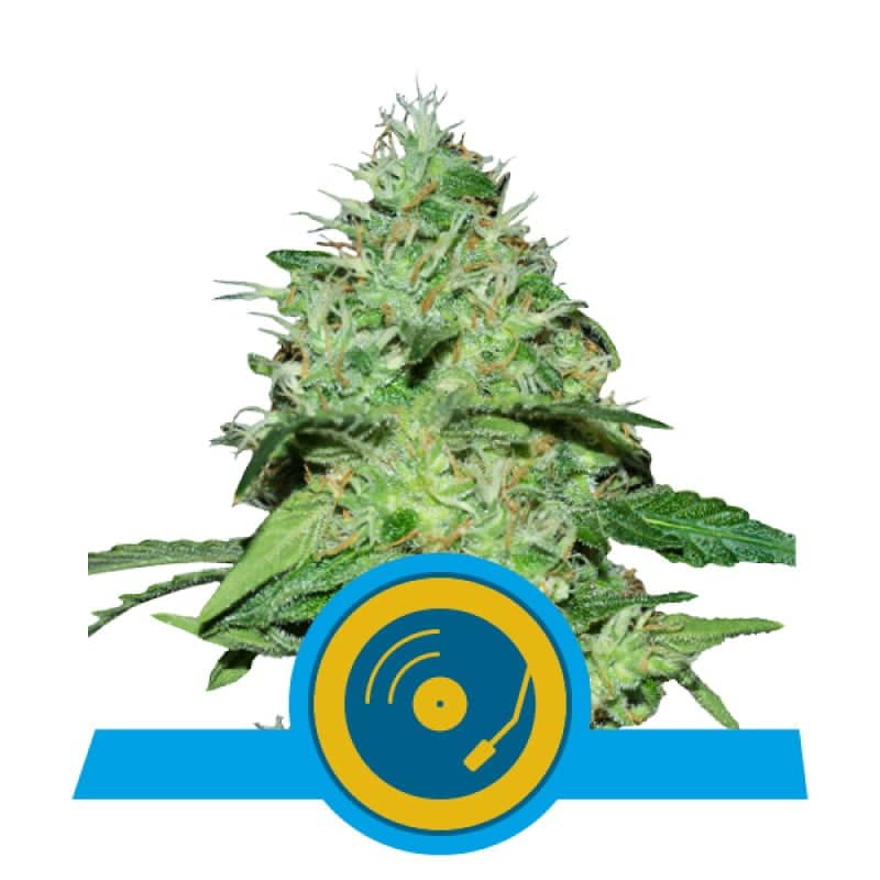 Joanne's CBD von Royal Queen Seeds: Entdecken Sie die beruhigenden und entspannenden Eigenschaften dieser CBD-reichen Cannabissorte. Perfekt für CBD Liebhaber mit einem milden und angenehmen Aroma.