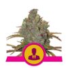 El Patron von Royal Queen Seeds - Eine Premium-Cannabissorte mit königlicher Qualität. Entdecke die einzigartigen Eigenschaften von El Patron Strain.