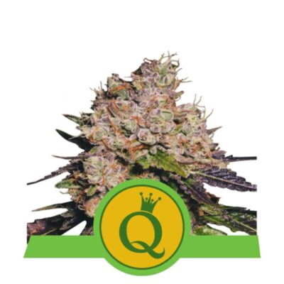 Purple Queen Automatic von Royal Queen Seeds: Eine schnellblühende und wunderschön gefärbte Cannabissorte für ein bezauberndes Raucherlebnis.