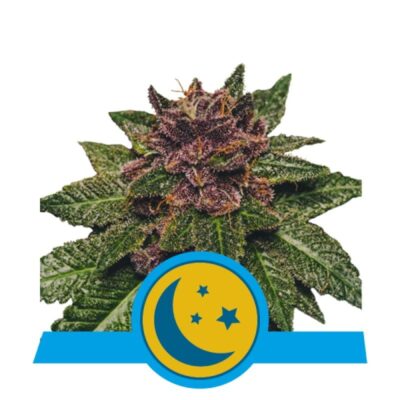 Purplematic CBD von Royal Queen Seeds: Eine farbenfrohe und ausgewogene Cannabissorte mit CBD-reichen Eigenschaften für eine entspannte Erfahrung.