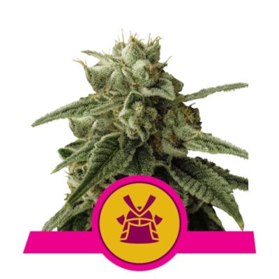 Erlebe die kraftvollen Eigenschaften der Cannabissorte Shogun von Royal Queen Seeds - Eine meisterhafte Wahl für ernsthafte Kenner.