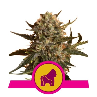 Mother Gorilla von Royal Queen Seeds: Entdecke Mother Gorilla, eine kraftvolle Cannabissorte mit einer starken genetischen Basis. Genieße ihr intensives Aroma und die entspannenden Effekte. Ein Favorit unter erfahrenen Züchtern.