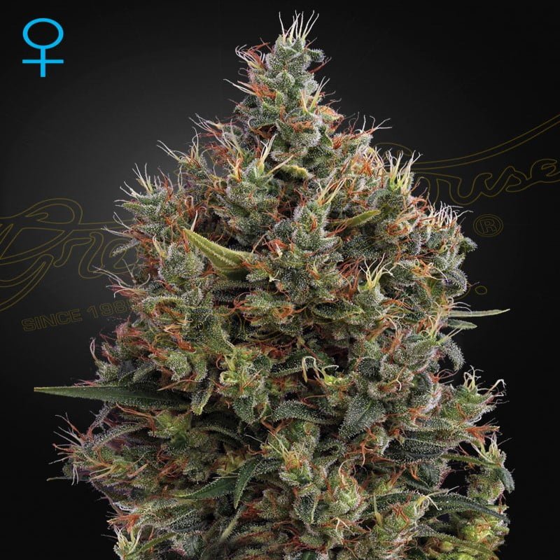 Big Bang Autoflower - Eine bemerkenswerte selbstblühende Cannabissorte mit kraftvollem Wachstum und hohen Erträgen. Erleben Sie das explosive Wachstum und die Blüte von Big Bang Autoflower für eine befriedigende und mühelose Anbauerfahrung.