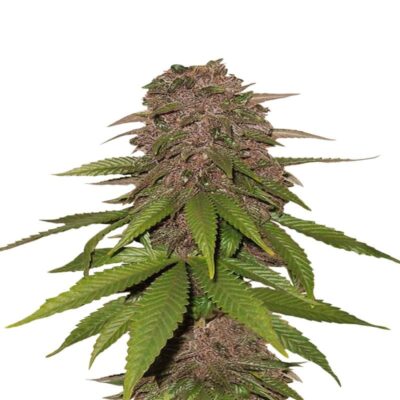 C4 Auto von Fast Buds - Eine explosive selbstblühende Cannabissorte. Entdecken Sie das kraftvolle Wachstum und die einzigartigen Merkmale von C4 Auto.