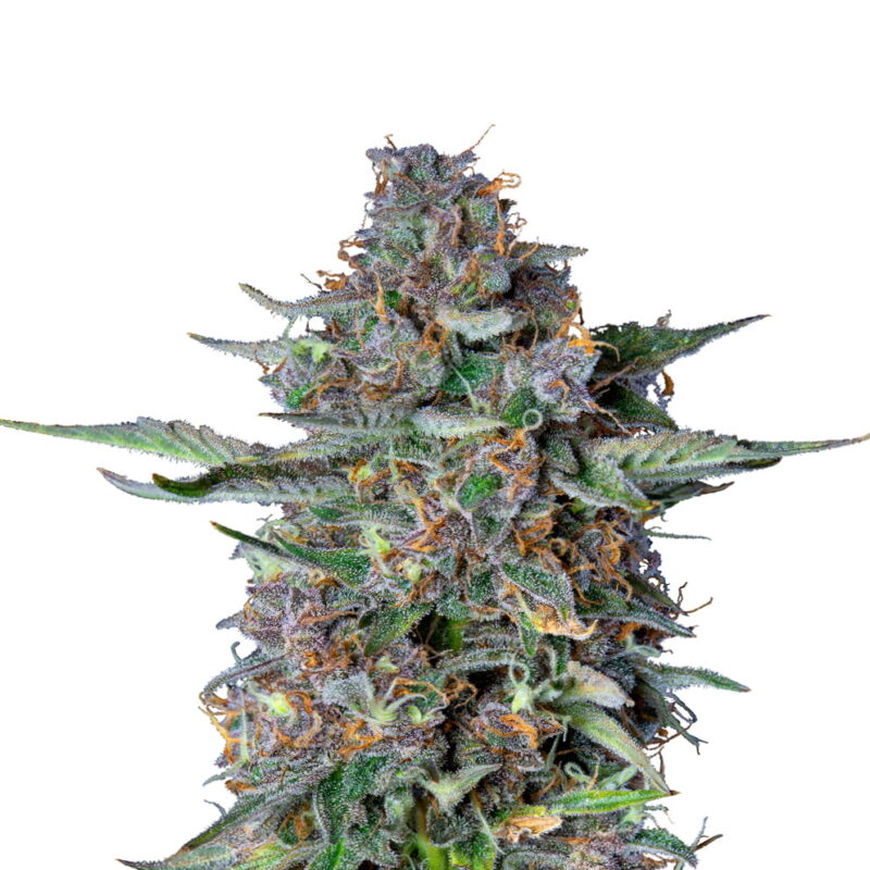 Do-si-dos Automatic von Royal Queen Seeds - Eine selbstblühende Cannabissorte mit dem charakteristischen Geschmack von Do-si-dos. Erlebe die Einfachheit und Qualität von Do-si-dos Automatic.