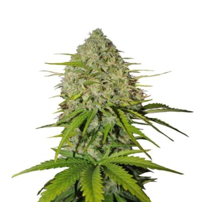 Grapefruit Auto von Fast Buds - Erleben Sie die erfrischenden und fruchtigen Aromen von Grapefruit in selbstblühender Form. Entdecken Sie die Leichtigkeit des Anbaus mit Grapefruit Auto von Fast Buds.