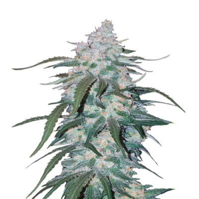 Pineapple Express Autoflower von Fast Buds: Erlebe die schmackhaften und kraftvollen Effekte dieser beliebten sativa-dominanten selbstblühenden Cannabissorte.