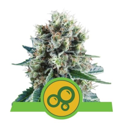 Bubble Kush Automatic - Eine selbstblühende Cannabissorte mit der charakteristischen Bubble Kush-Genetik. Erleben Sie einfaches Wachstum und entspannende Effekte mit Bubble Kush Automatic.