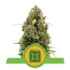 Diesel Automatic von Royal Queen Seeds - Eine selbstblühende Cannabissorte mit den charakteristischen dieselartigen Aromen. Erfahren Sie die Leichtigkeit und Kraft der Diesel Automatic. 