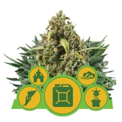 Royal Queen Seeds Autoflowering Mix Cannabissamen - Diese Mischung bietet eine Vielzahl einzigartiger und leicht anzubauender Hanfpflanzen, von denen jede ihre eigenen Eigenschaften und Geschmacksprofile hat. Ideal für Züchter, die Vielfalt und Einfachheit in ihrem Anbau suchen.