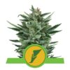 Quick One von Royal Queen Seeds: Eine schnell blühende und leistungsstarke Cannabissorte für schnelle und zufriedenstellende Ergebnisse.
