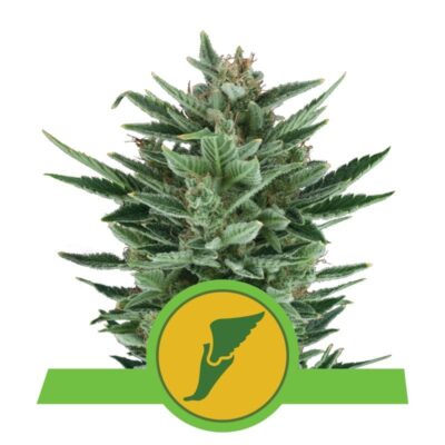 Quick One von Royal Queen Seeds: Eine schnell blühende und leistungsstarke Cannabissorte für schnelle und zufriedenstellende Ergebnisse.