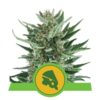 Royal Cheese Automatic von Royal Queen Seeds: Eine schnellblühende und aromatische autoflowering Cannabis-Sorte mit charakteristischen Eigenschaften.