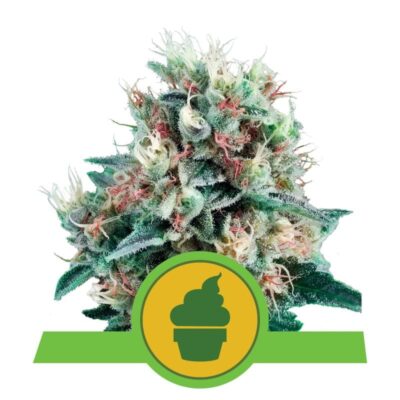 Royal Creamatic von Royal Queen Seeds: Eine köstliche und schnellblühende Autoflowering-Cannabis-Sorte mit entzückenden Eigenschaften.