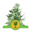 Royal Critical Automatic von Royal Queen Seeds: Eine schnell blühende und zuverlässige selbstblühende Cannabissorte mit kraftvollen Eigenschaften.