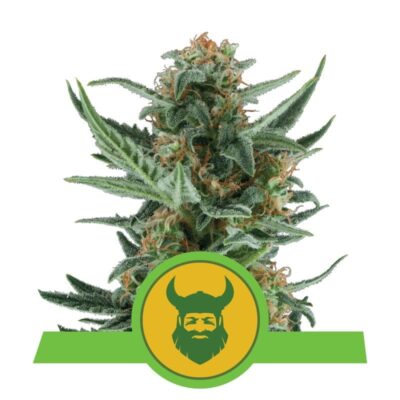 Royal Dwarf von Royal Queen Seeds: Kompakte Autoflowering-Cannabissorte mit schnellem Wachstum und kraftvollen Eigenschaften.