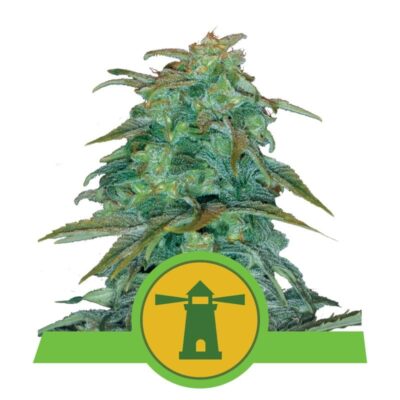 Entdecke die automatische Pracht der Royal Haze Automatic Cannabis-Sorte von Royal Queen Seeds - eine schnell blühende und anregende Wahl.
