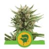 Erlebe die bezaubernden Aromen der Sweet Skunk Automatic Cannabis-Sorte von Royal Queen Seeds - eine selbstblühende Variante mit einer süßen Note.