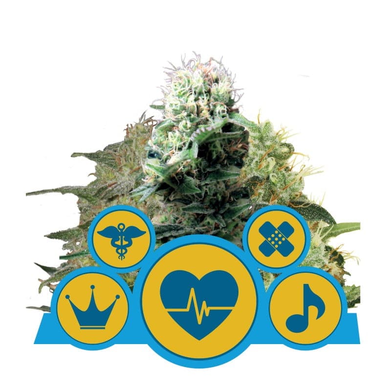 CBD Mix von Royal Queen Seeds - Eine vielfältige Sammlung von CBD-reichen Cannabissorten für eine ausgewogene und raffinierte Erfahrung.