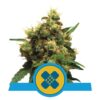 Ein Bild von Painkiller XL, einer Cannabissorte von Royal Queen Seeds, bekannt für ihre therapeutischen Eigenschaften, zeigt üppig grüne Blätter und harzige Knospen.