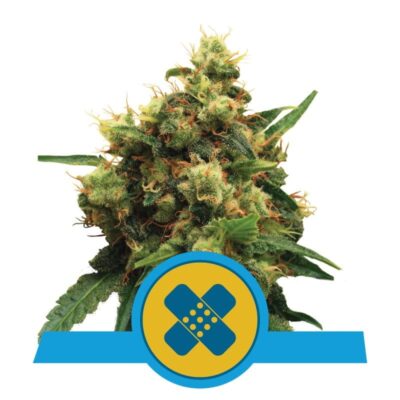 Ein Bild von Painkiller XL, einer Cannabissorte von Royal Queen Seeds, bekannt für ihre therapeutischen Eigenschaften, zeigt üppig grüne Blätter und harzige Knospen.