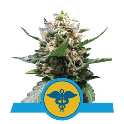 Entdecke die medizinischen Qualitäten der Royal Medic Cannabissorte von Royal Queen Seeds - Eine verlässliche Wahl für Wohlbefinden und Linderung.