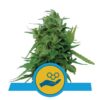 Solomatic CBD von Royal Queen Seeds: Eine hochwertige, CBD-reiche Autoflower-Sorte mit milden, fruchtigen Aromen und angenehmen Düften, ideal für medizinische Anwendungen.