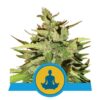 Vermindere Stress mit der Stress Killer Automatic Cannabis-Sorte von Royal Queen Seeds - Eine entspannende Autoflowering-Option.