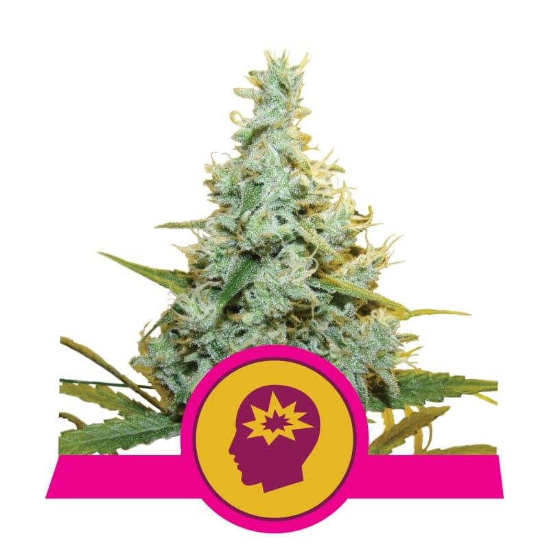 Präzise Darstellung der Cannabissorte Amnesia Mac Ganja mit dichten, harzigen Blüten und einer markanten Mischung von Aromen. Diese Sorte ist für ihre kraftvollen zerebralen Wirkungen bekannt und bei Cannabisl ie bhabern beliebt.