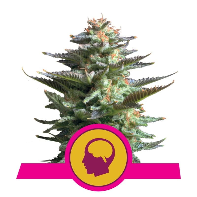 Amnesia Haze von Royal Queen Seeds, eine kräftige und aromatische sativadominante Cannabissorte. Entdecken Sie die einzigartige Mischung aus Zitrusaromen und euphorischen Wirkungen.