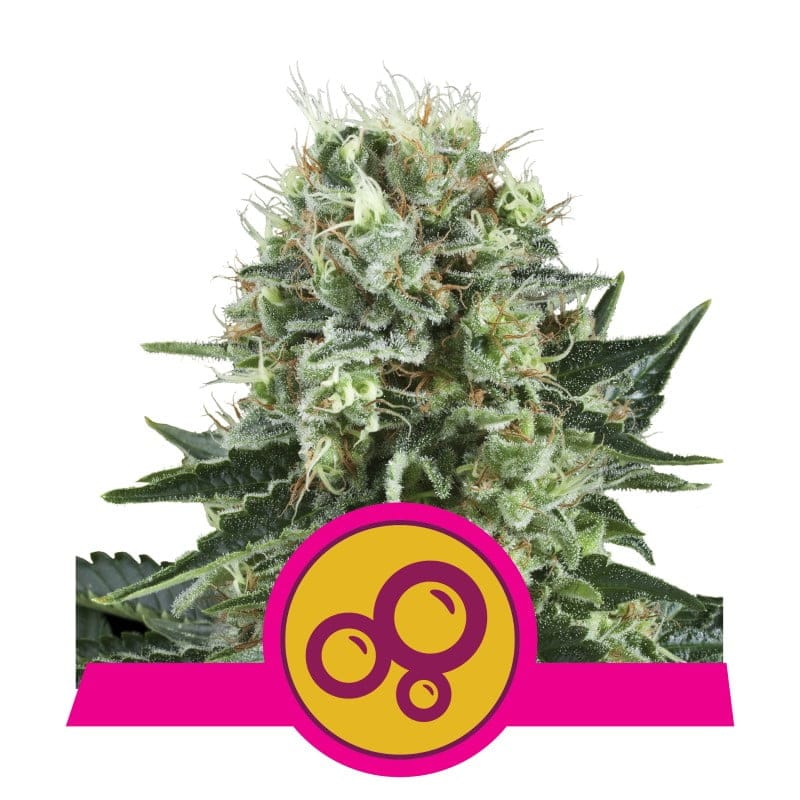 Bubble Kush - Eine bekannte Cannabissorte mit betörendem Aroma und entspannenden Effekten. Entdecken Sie die einzigartigen Eigenschaften von Bubble Kush für ein angenehmes Erlebnis.