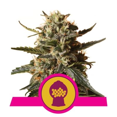 Bubblegum XL - Eine geschmackvolle Cannabissorte mit süßen Aromen, die an Bubblegum erinnern. Entdecken Sie die einzigartigen Eigenschaften von Bubblegum XL für ein angenehmes Erlebnis.