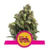 Candy Kush Express von Royal Queen Seeds - Eine schnellblühende Cannabissorte mit süßen und würzigen Aromen. Genießen Sie die einzigartige Erfahrung von Candy Kush Express.