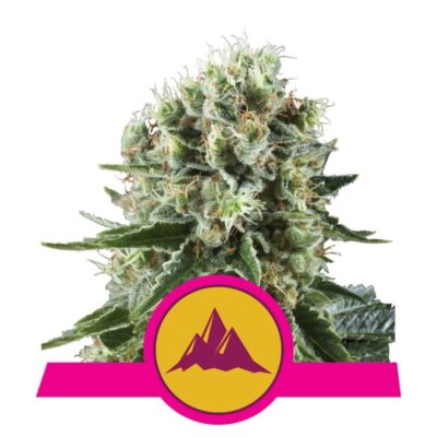Critical Kush von Royal Queen Seeds - Eine kraftvolle Cannabissorte mit der perfekten Balance zwischen Critical und Kush Genetik. Entdecken Sie die einzigartigen Eigenschaften von Critical Kush.