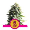Pineapple Kush von Royal Queen Seeds: Entdecke die exotischen und süßen Aromen dieser köstlichen indica-dominanten Cannabissorte. 