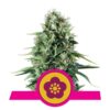 Power Flower von Royal Queen Seeds: Eine kraftvolle und blumige Cannabissorte mit energetischen Eigenschaften für ein belebendes Erlebnis.
