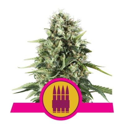 Royal AK von Royal Queen Seeds: Eine kraftvolle und ikonische Cannabissorte mit den markanten Eigenschaften der AK-47 für anspruchsvolle Liebhaber.