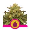 Royal Domina von Royal Queen Seeds: Eine kraftvolle und fesselnde Cannabissorte für ernsthafte Kenner.