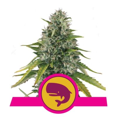 Erlebe die majestätische Kraft der Royal Moby Cannabissorte von Royal Queen Seeds - Eine beeindruckende Wahl für ernsthafte Kenner.