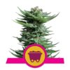 Strahlendes Silber und kraftvoll: Shining Silver Haze Cannabis-Sorte von Royal Queen Seeds - Eine legendäre Wahl für Intensität und Geschmack.