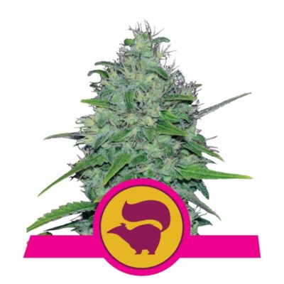Genieße die charakteristischen Aromen und die Potenz der Skunk XL Cannabissorte von Royal Queen Seeds - eine kraftvolle Wahl für Kenner.