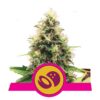 Genieße die süße Verlockung der Somango XL Cannabissorte von Royal Queen Seeds - eine fruchtige und kraftvolle Wahl für Kenner.