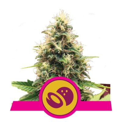 Genieße die süße Verlockung der Somango XL Cannabissorte von Royal Queen Seeds - eine fruchtige und kraftvolle Wahl für Kenner.