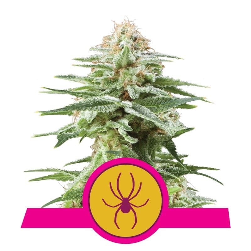 White Widow von Royal Queen Seeds - Entdecke die legendäre White Widow-Sorte von Royal Queen Seeds. Ein Favorit unter Cannabisliebhabern weltweit.