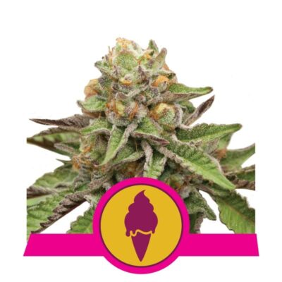 Green Gelato von Royal Queen Seeds - Entdecken Sie die köstlichen Aromen und die kraftvollen Effekte der Green Gelato Cannabis-Sorte. Genießen Sie die einzigartige Erfahrung, die Green Gelato zu bieten hat.