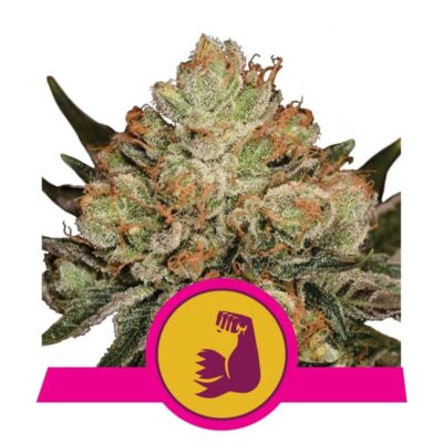 HulkBerry von Royal Queen Seeds - Verwöhnen Sie Ihre Sinne mit den kraftvollen und fruchtigen Aromen von HulkBerry, einer Cannabissorte, die Sie auf eine aufregende Reise voller Geschmack und Potenz mitnimmt.