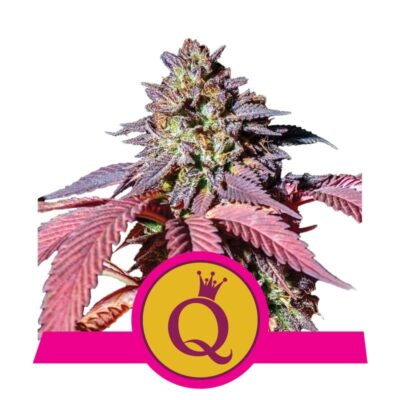 Purple Queen von Royal Queen Seeds: Eine königliche und farbenfrohe Cannabissorte mit kraftvollen und charakteristischen Eigenschaften für wahre Liebhaber.
