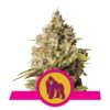 Royal Gorilla Automatic von Royal Queen Seeds: Leistungsstarke selbstblühende Cannabissorte für ein schnelles und potenten Erlebnis.
