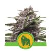 Erfahre die Kraft der Royal Gorilla Automatic Cannabissorte von Royal Queen Seeds - eine schnellblühende und kraftvolle Autoflowering-Option.
