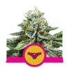 Kostet die süßen Freuden der Cannabis-Sorte Sherbet Queen von Royal Queen Seeds - Eine köstliche und kraftvolle Wahl für Kenner.